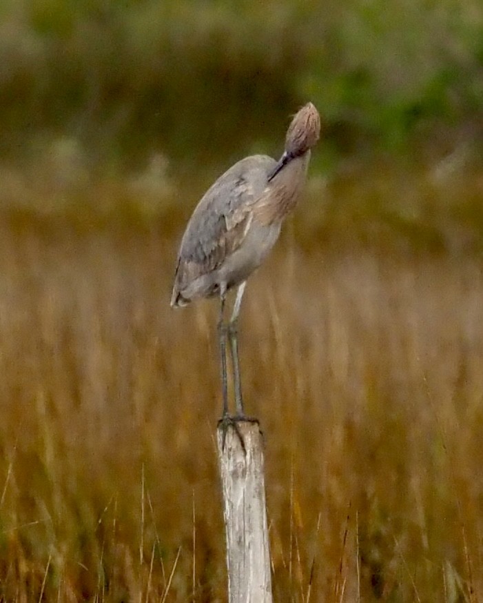 Kızılca Balıkçıl - ML646873439