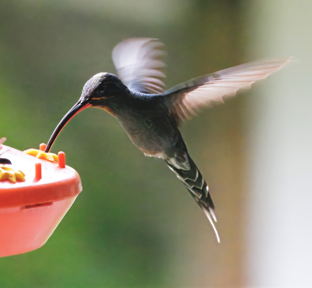 Grünschattenkolibri - ML646873440