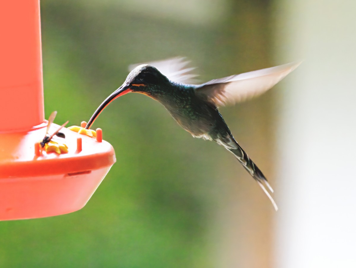 Grünschattenkolibri - ML646873441