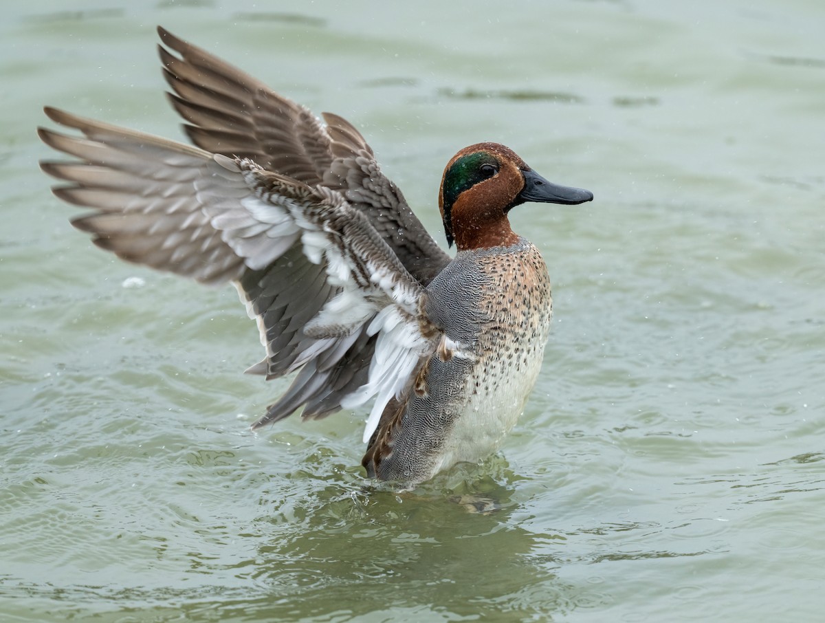 Green-winged Teal - ML646873442