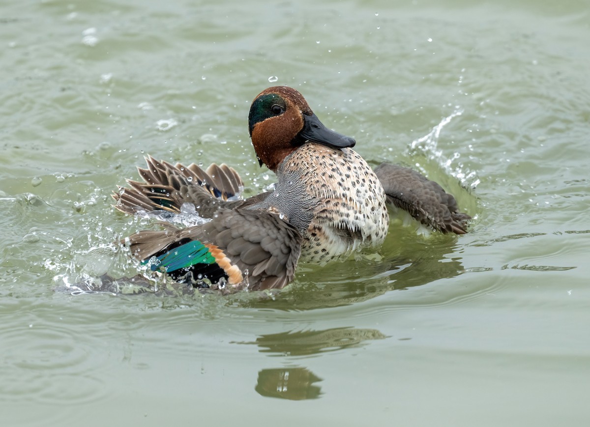 Green-winged Teal - ML646873443