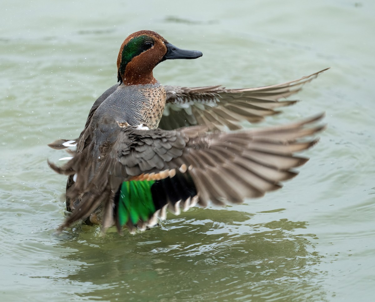 Green-winged Teal - ML646873444