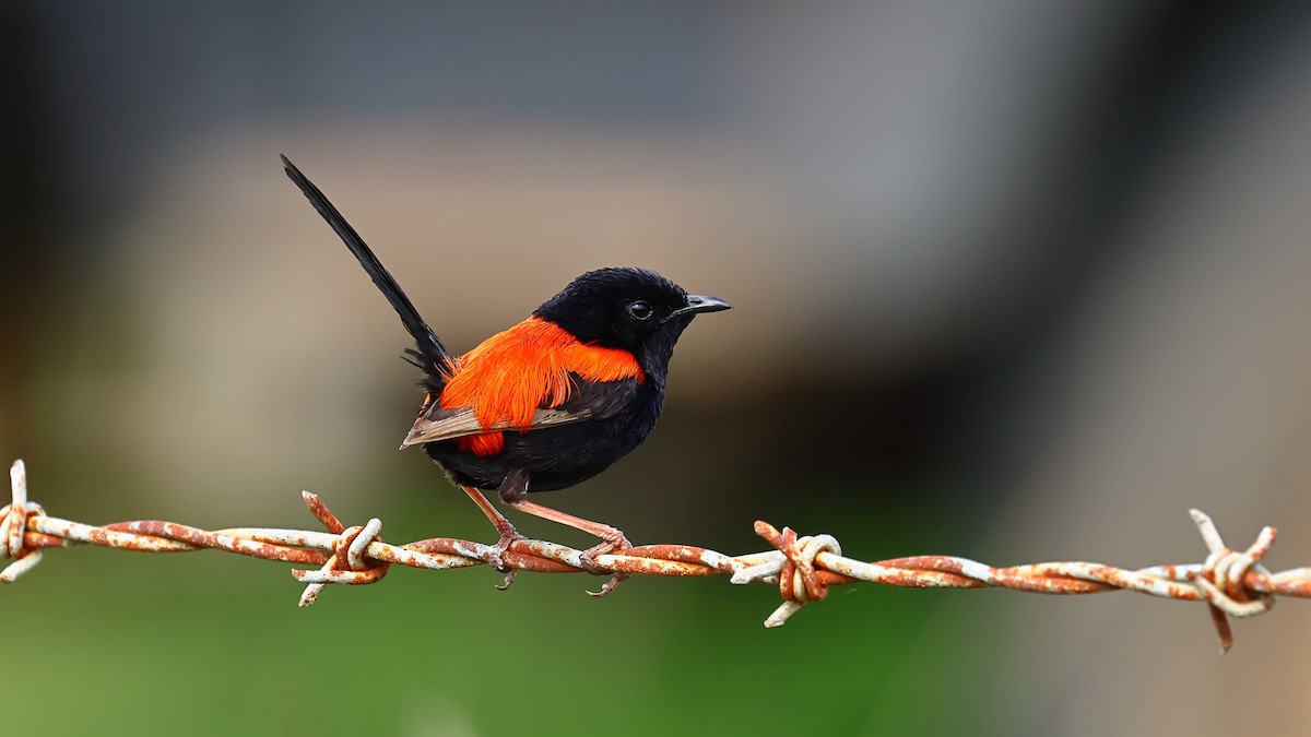 セアカオーストラリアムシクイ - ML646873445