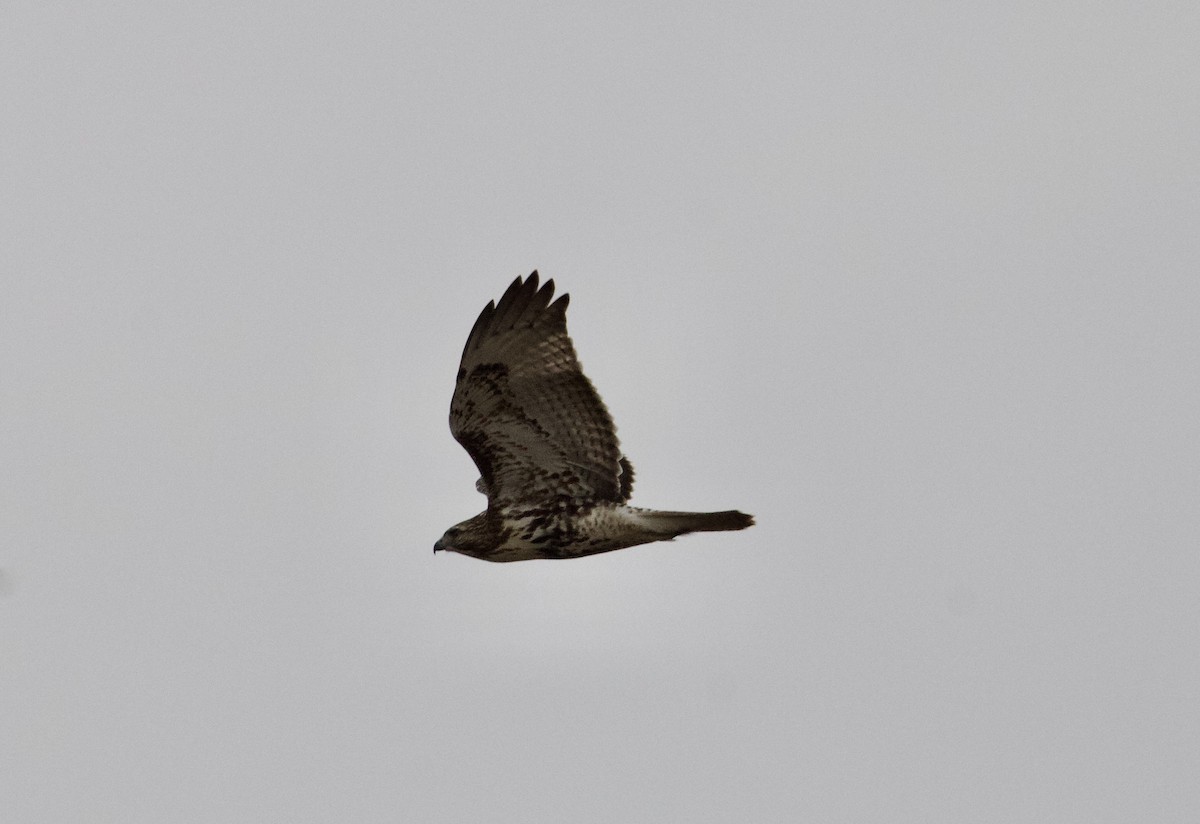 Poiana codarossa - ML646873449