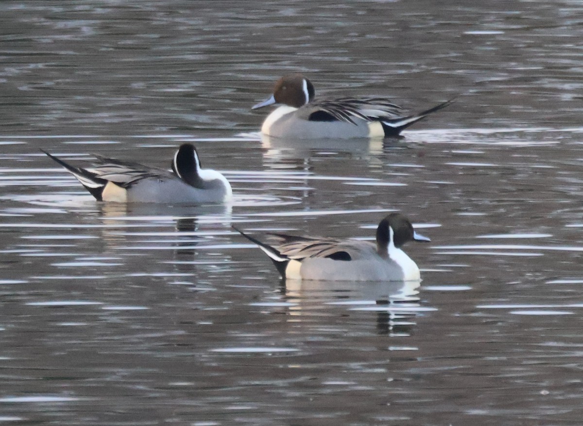 Northern Pintail - ML646873450