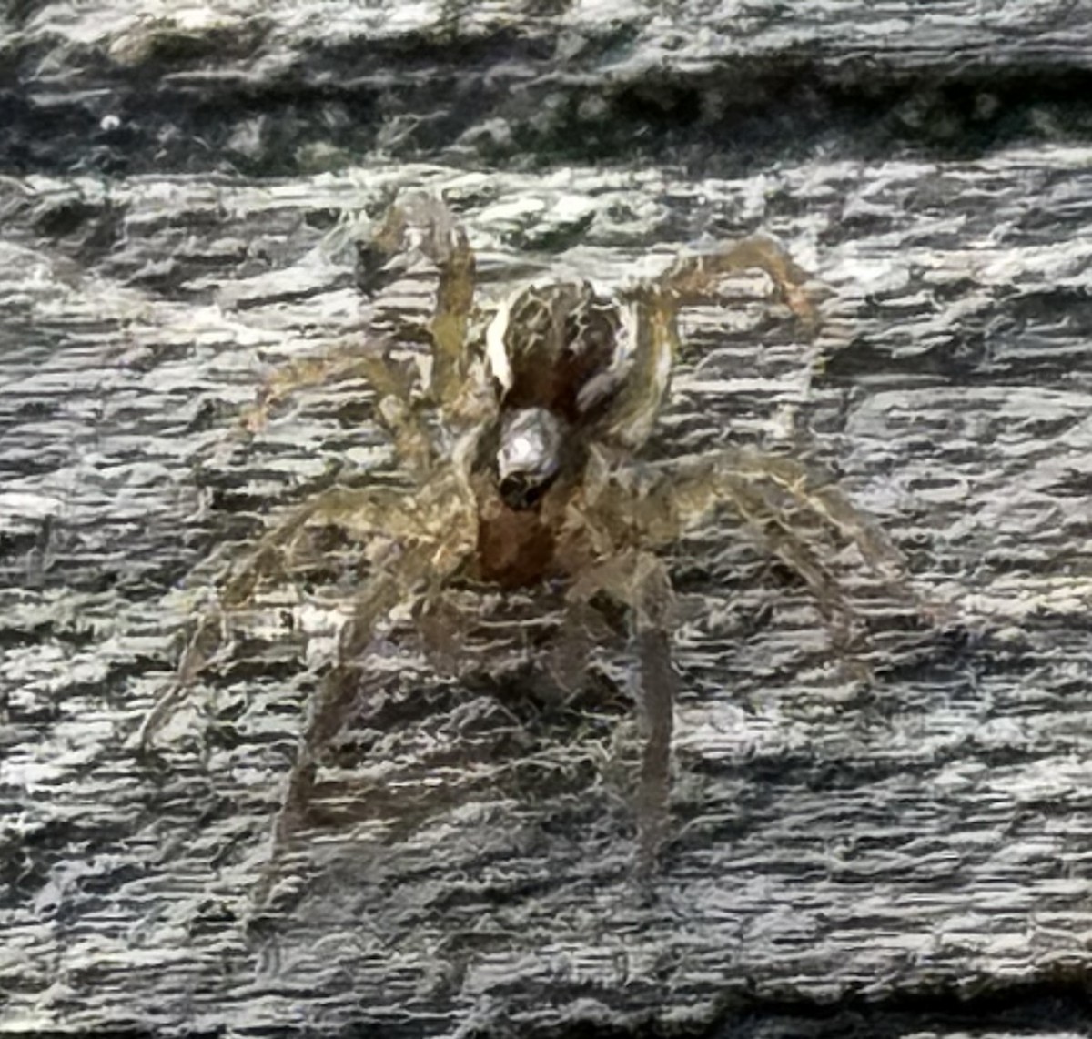 Animals - ML646873451