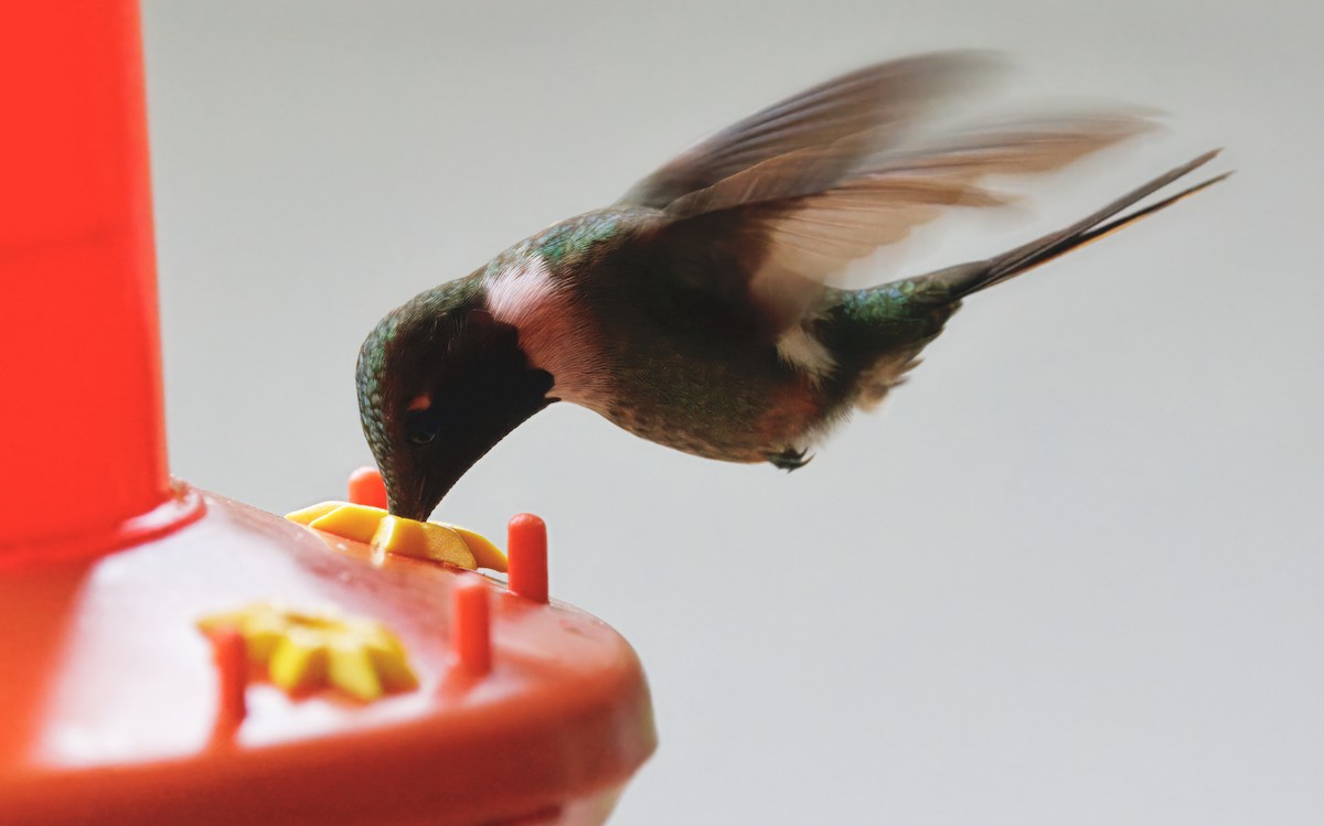 Violettkehl-Sternkolibri - ML646873453