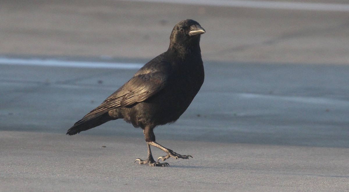 American/Fish Crow - ML646873454