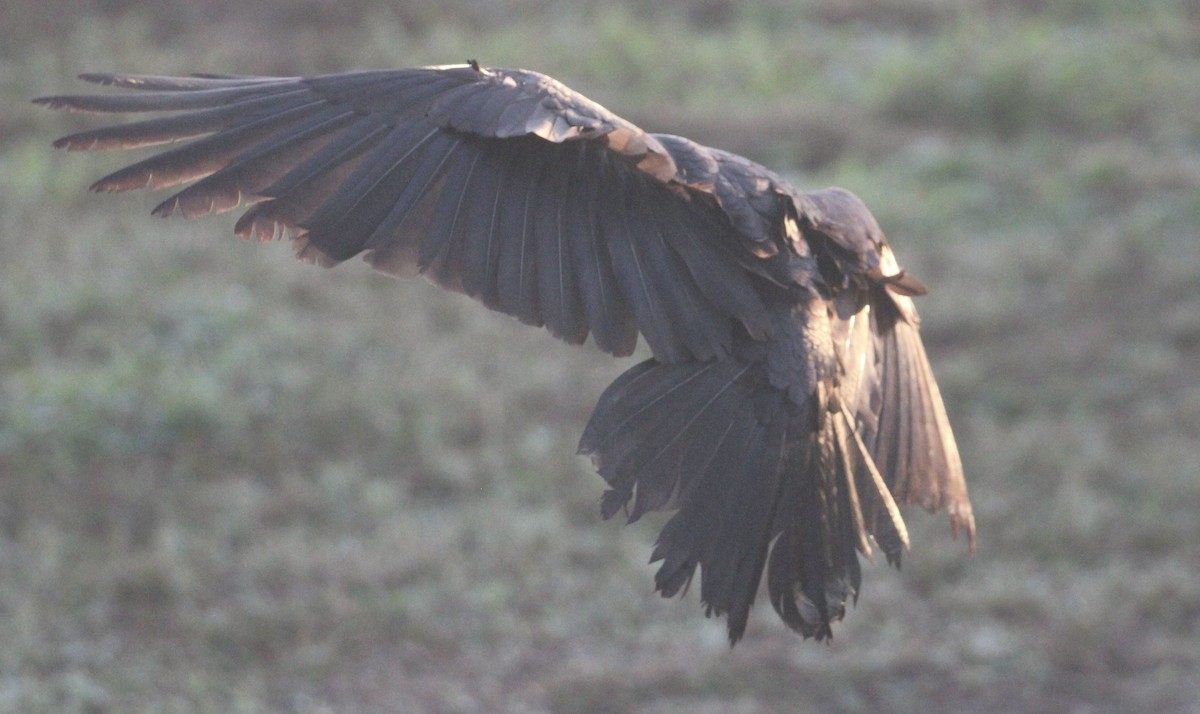 American/Fish Crow - ML646873455