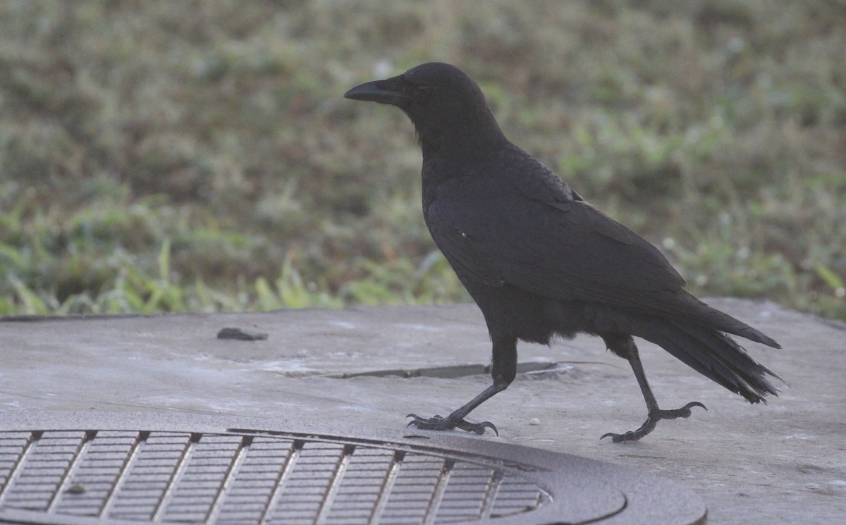 American/Fish Crow - ML646873456