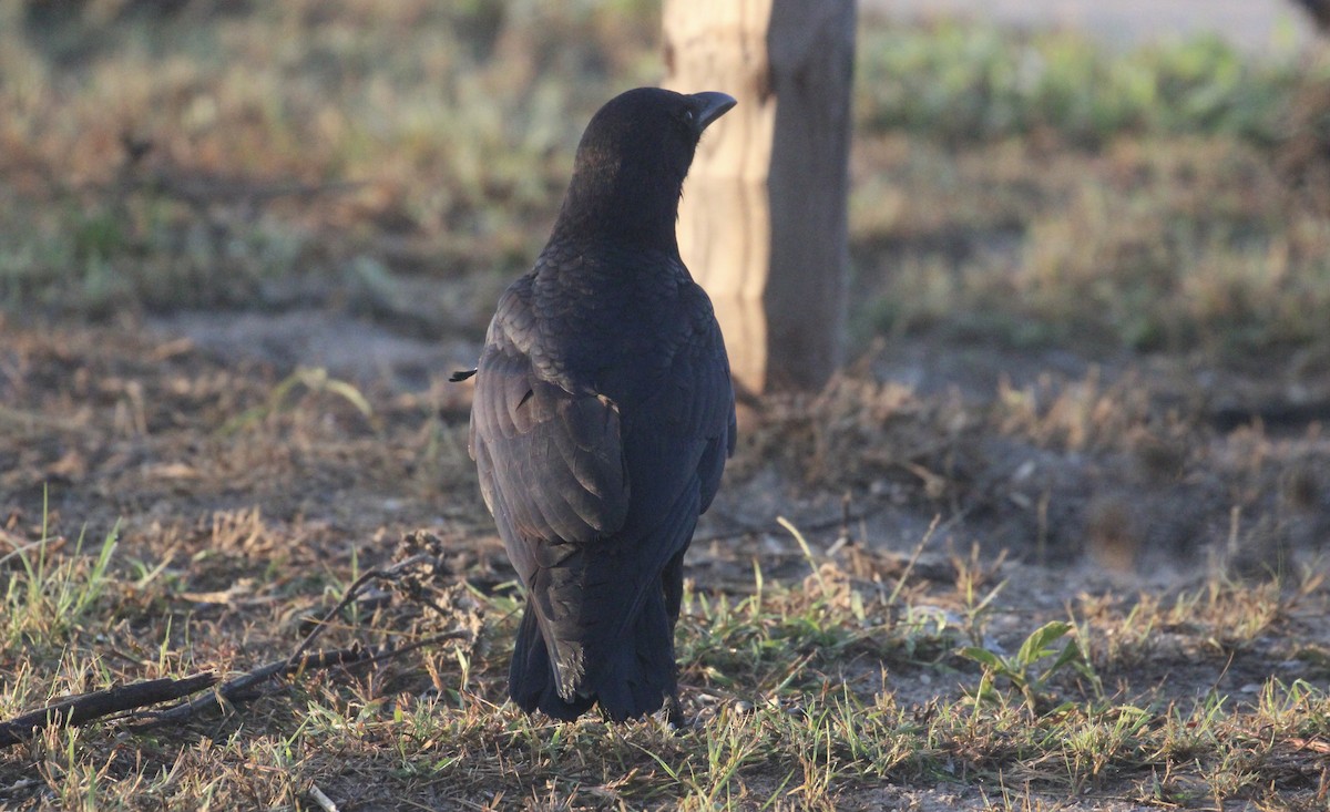 American/Fish Crow - ML646873457