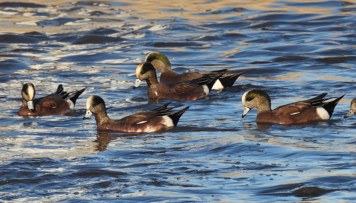 Свищ американський - ML646873459