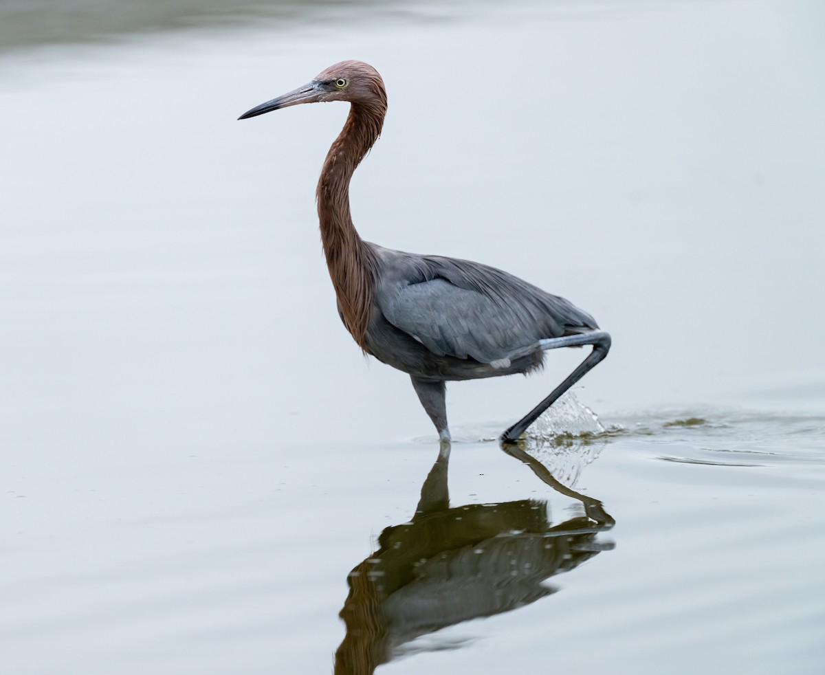 Reddish Egret - ML646873465