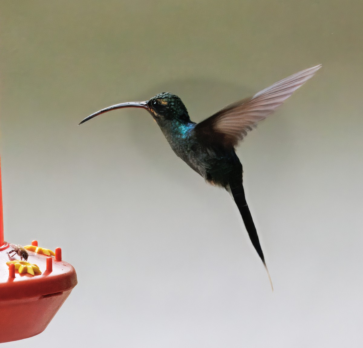 Grünschattenkolibri - ML646873466