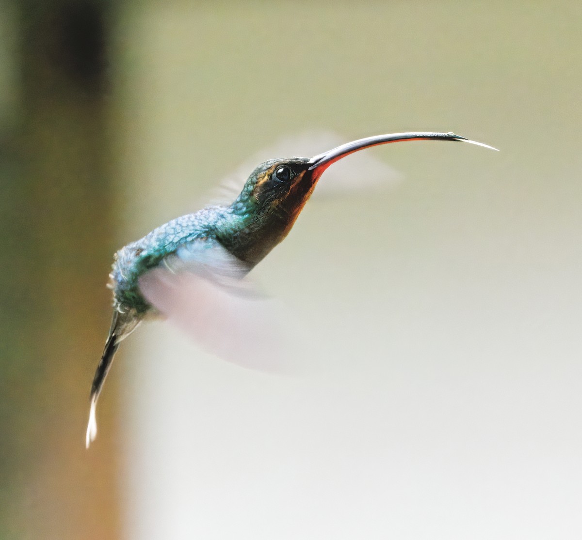 Grünschattenkolibri - ML646873467