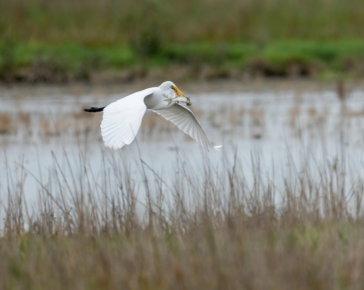 Great Egret - ML646873469