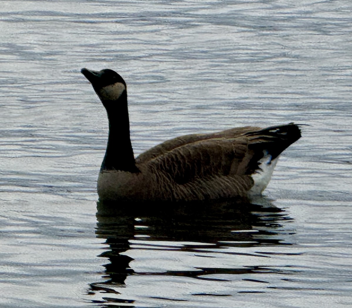 Branta kanadar handia - ML646873471