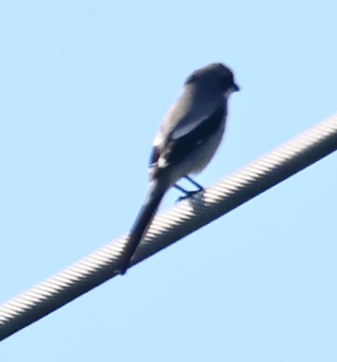 Loggerhead Shrike - ML646873481