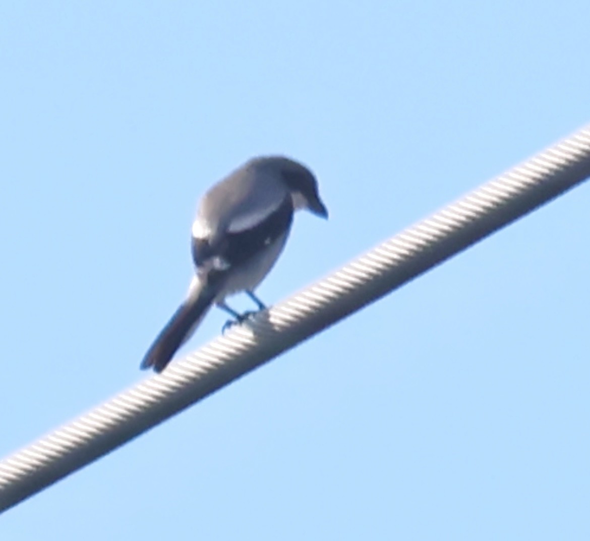 Loggerhead Shrike - ML646873482