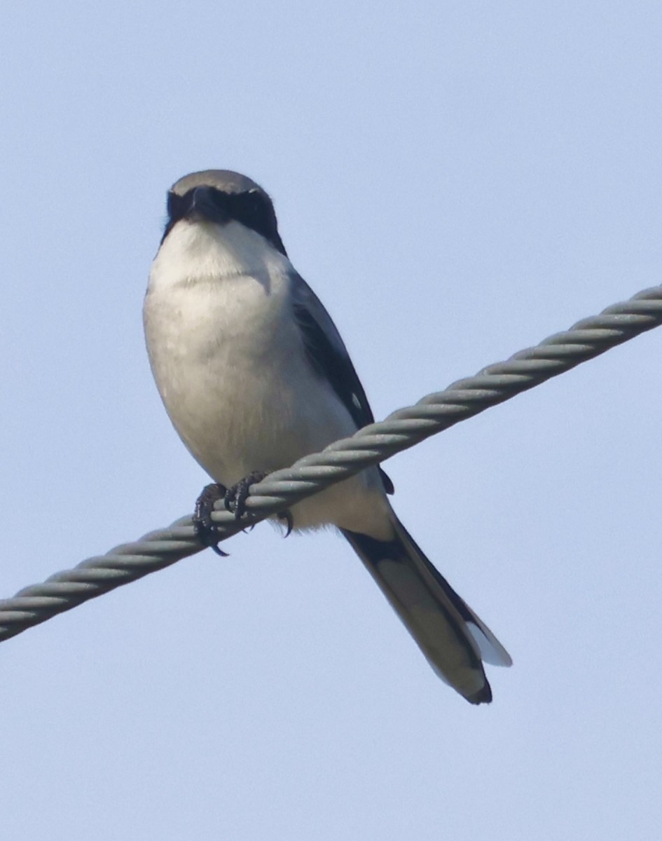 Loggerhead Shrike - ML646873483