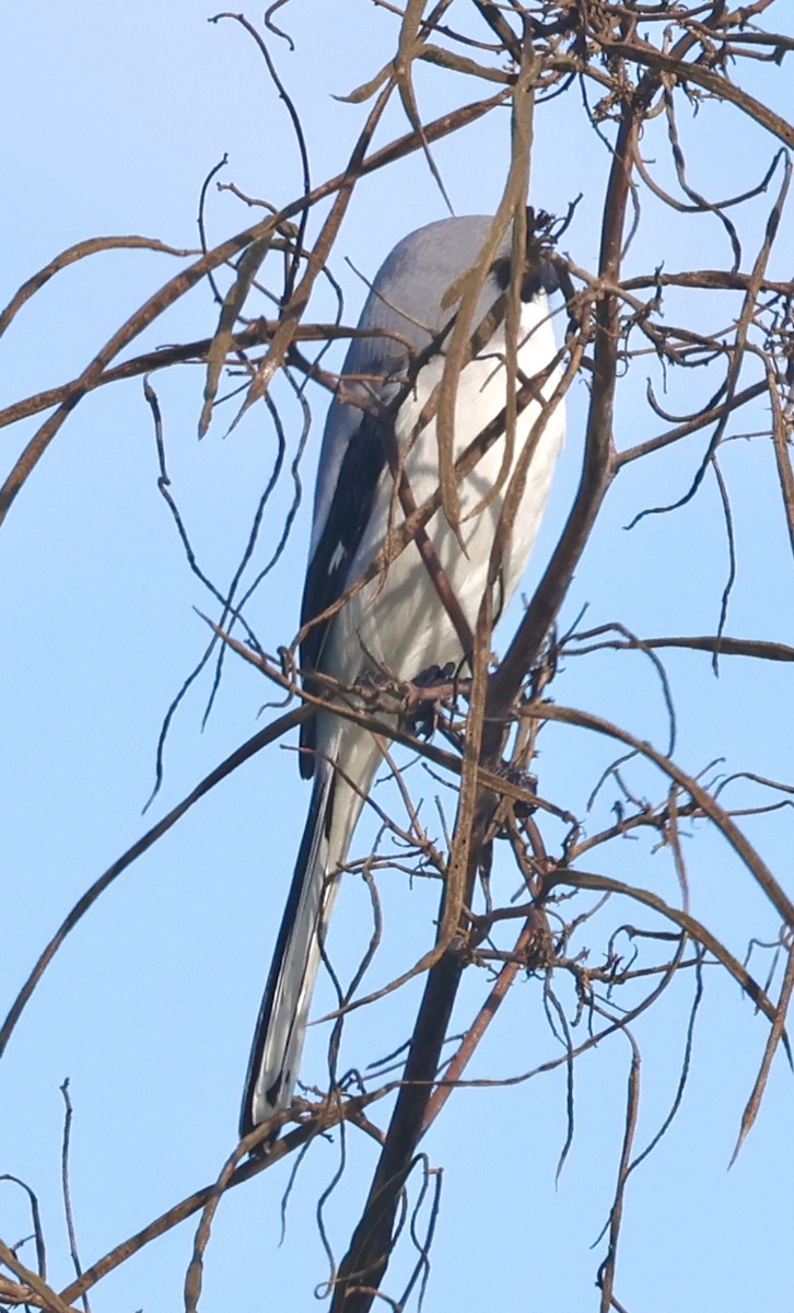 Loggerhead Shrike - ML646873484