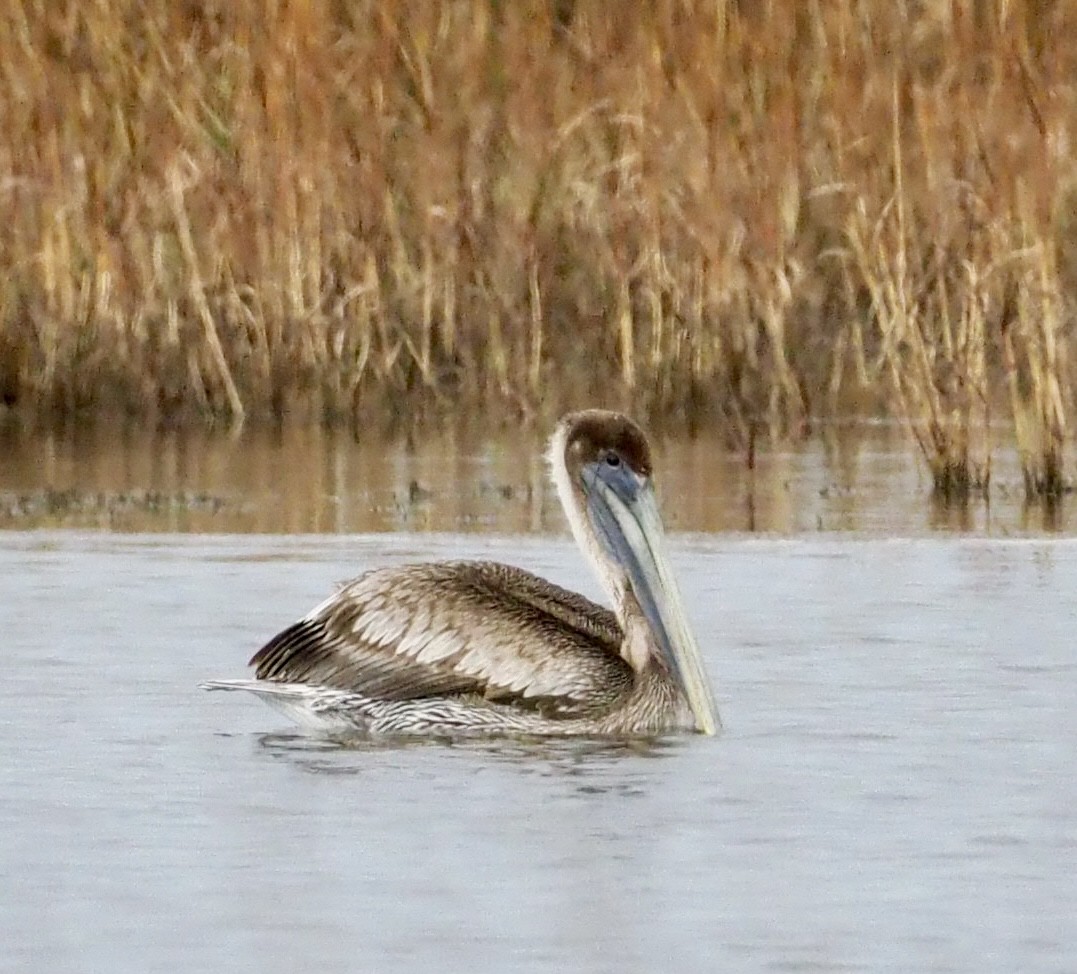 Kahverengi Pelikan - ML646873485