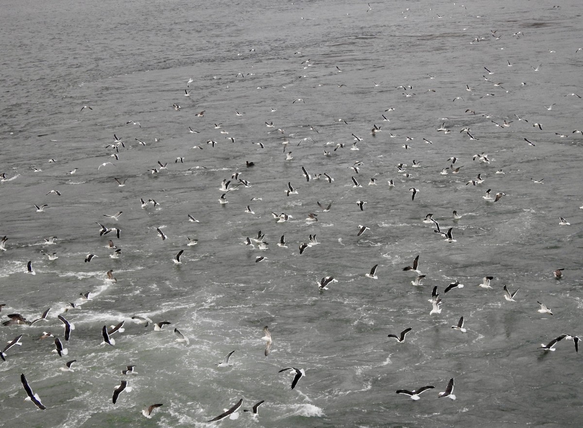 Kelp Gull - ML646873486