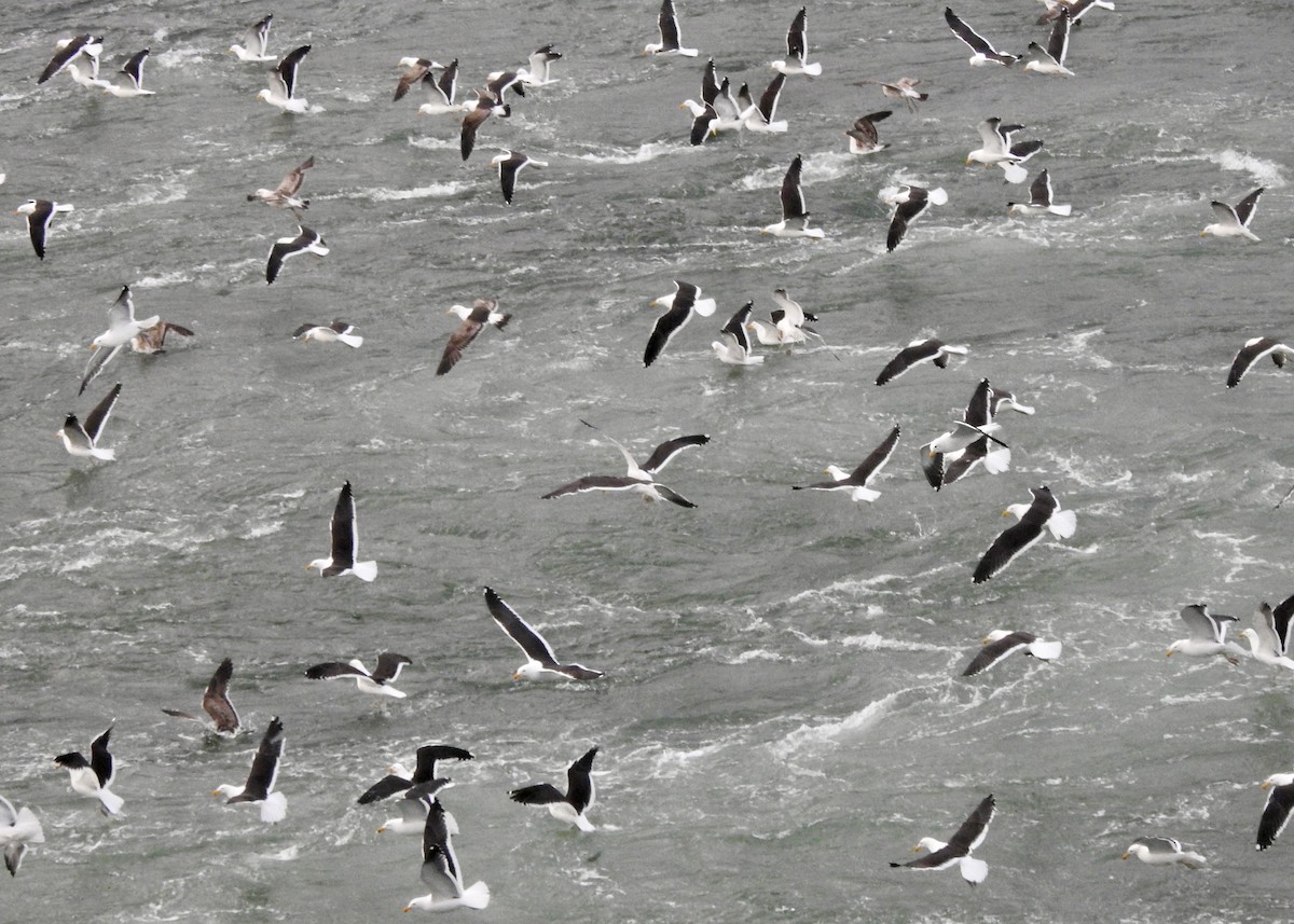 Kelp Gull - ML646873487