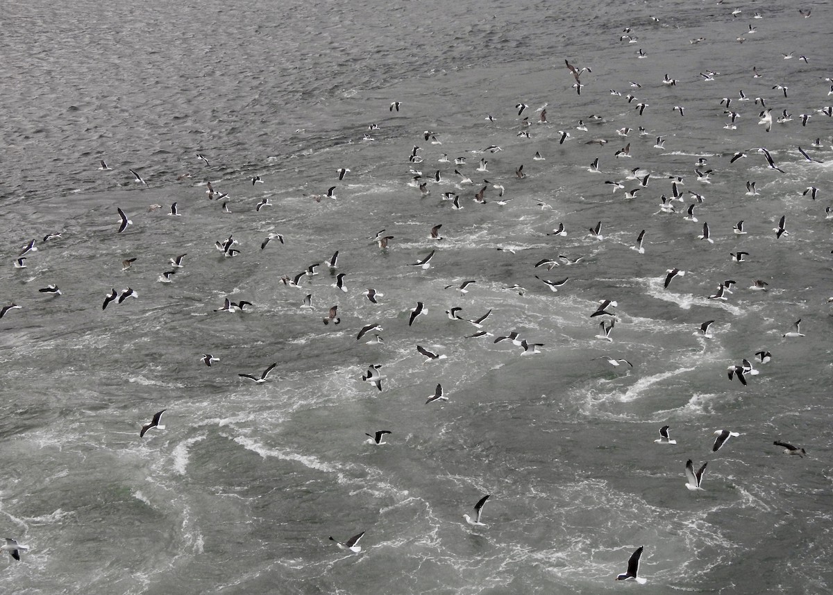 Kelp Gull - ML646873488