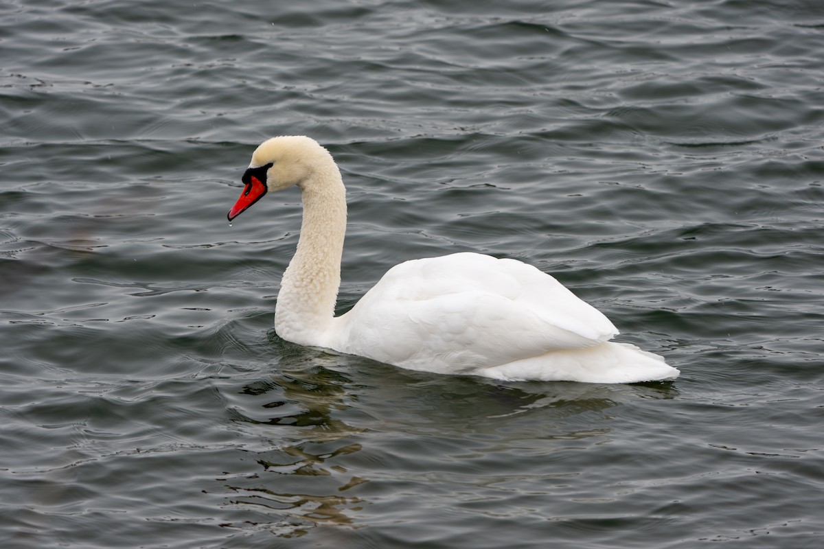 Лебідь-шипун - ML646873493