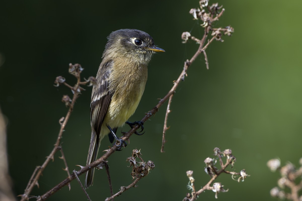 Schwarzkappen-Schnäppertyrann - ML646873495