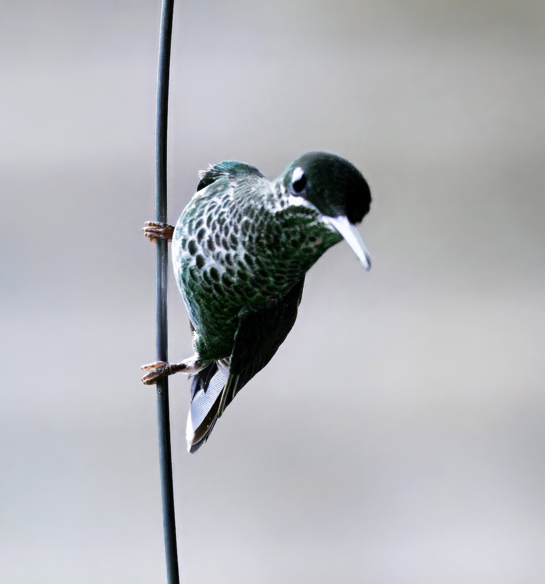 Grünstirn-Brillantkolibri - ML646873496