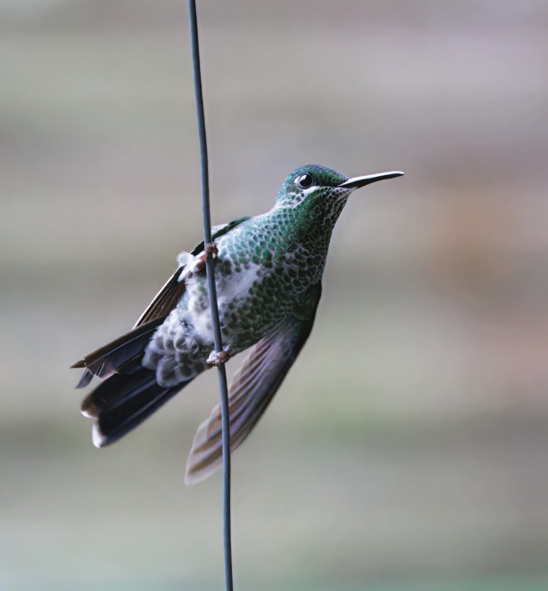 Grünstirn-Brillantkolibri - ML646873497