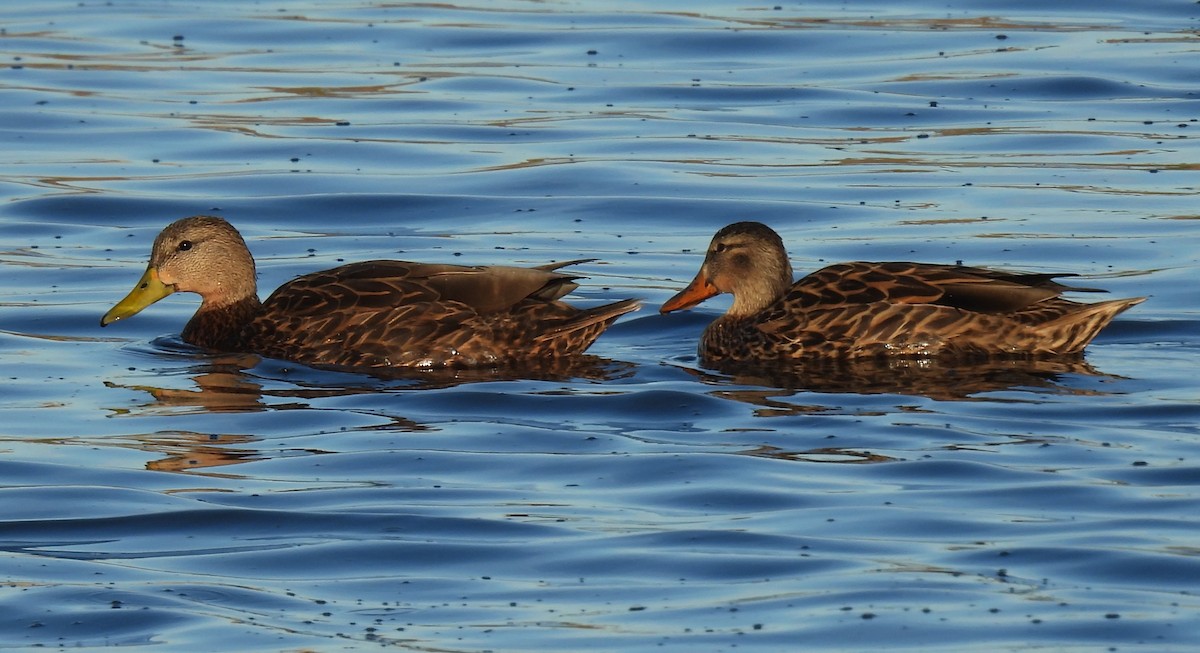 Крижень мексиканський - ML646873499