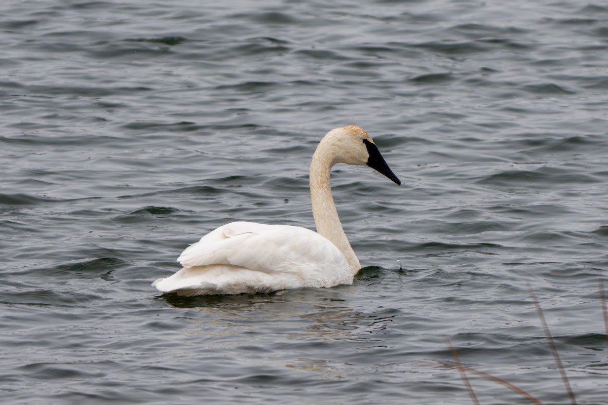 Trumpeter Swan - ML646873501