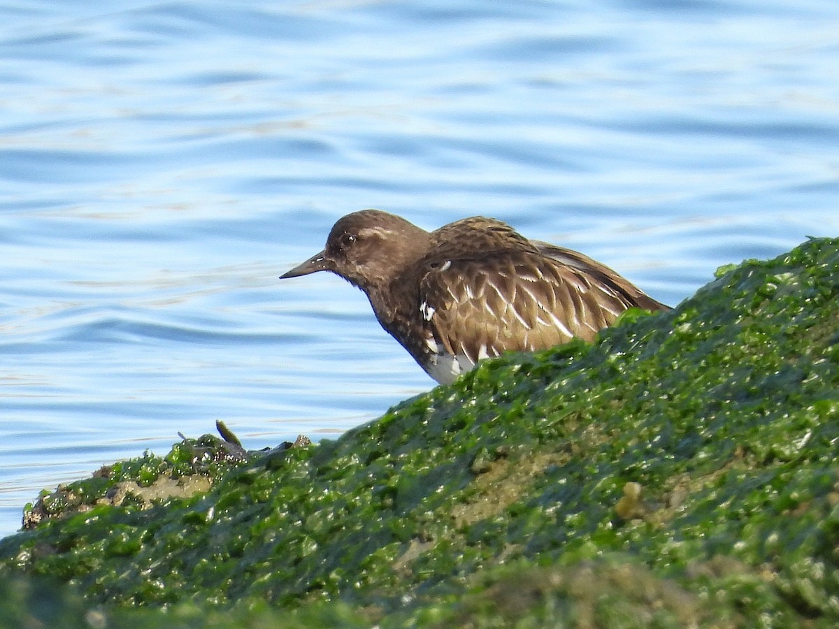 Harri-iraulari iluna - ML646873508