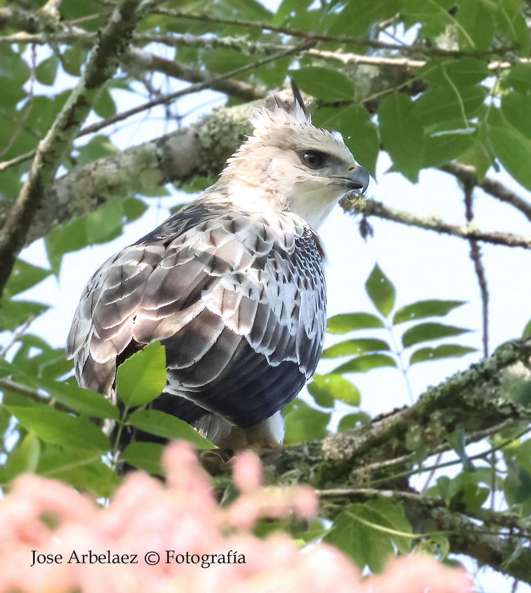 Aigle d'Isidore - ML646873522