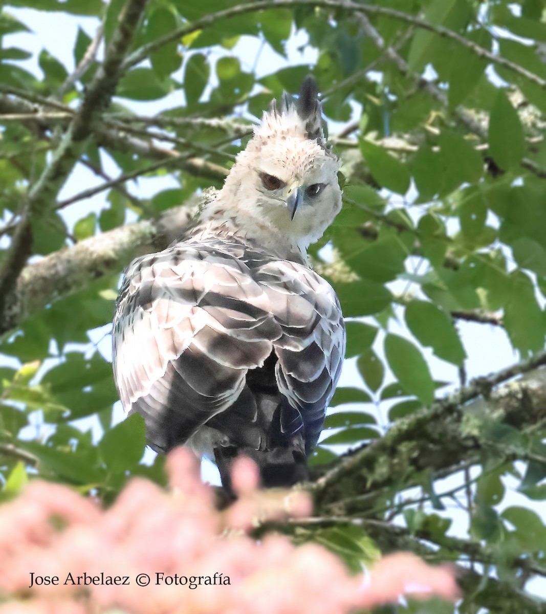 Aigle d'Isidore - ML646873523