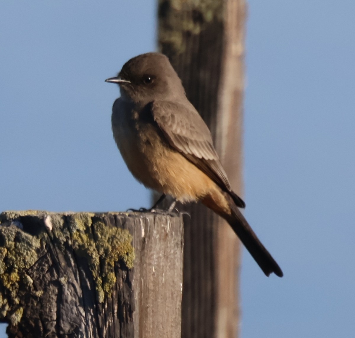 Say's Phoebe - ML646873524