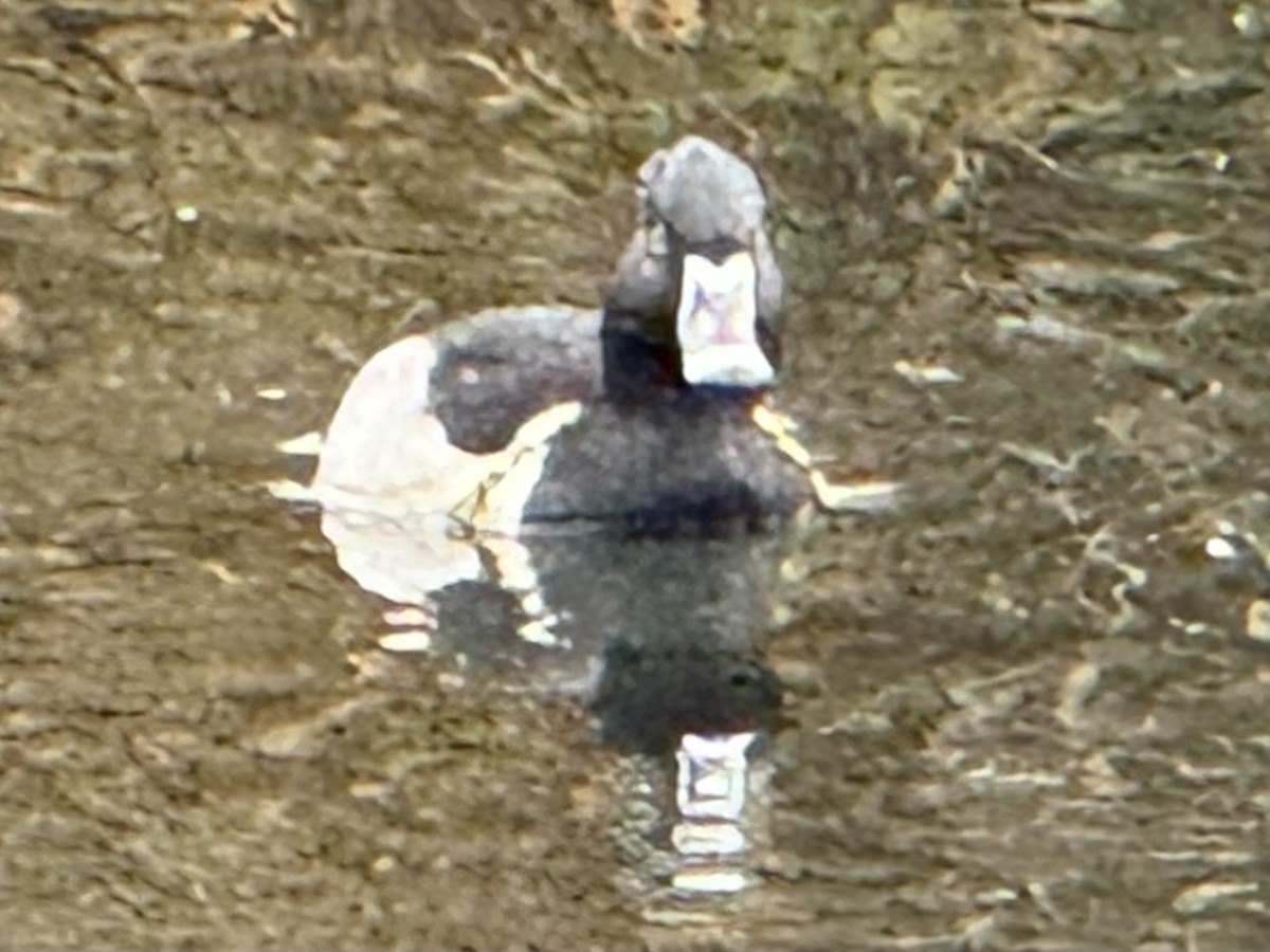 Murgilari lepokoduna - ML646873527