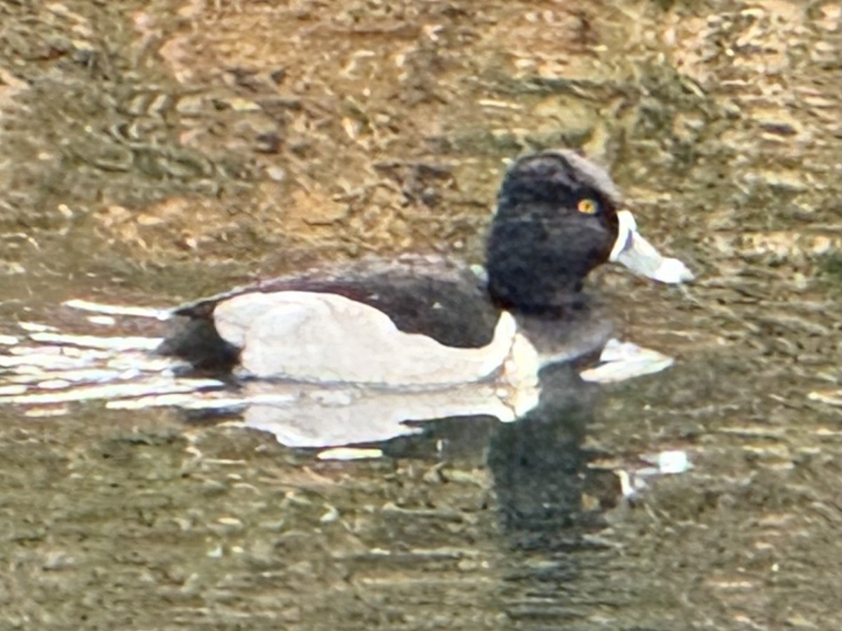 Murgilari lepokoduna - ML646873528