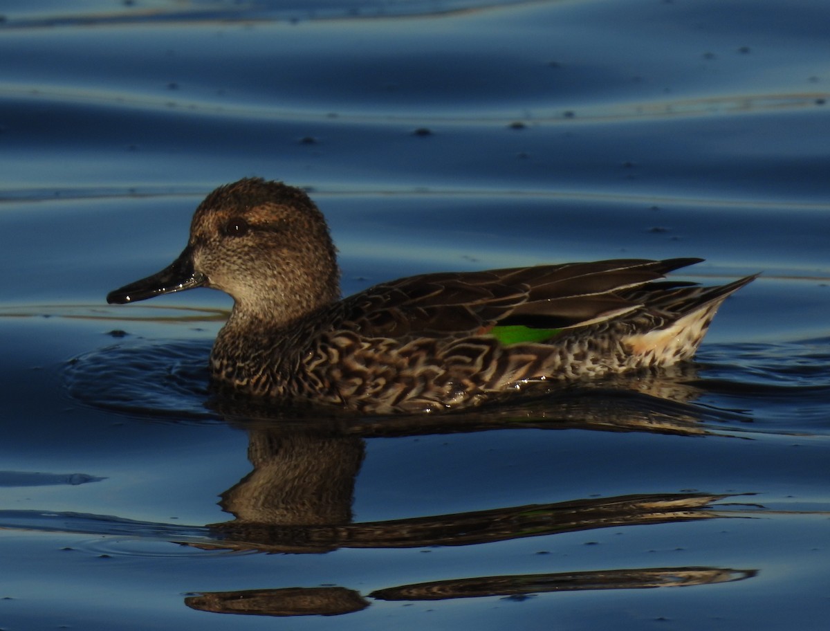 Чирянка мала - ML646873529