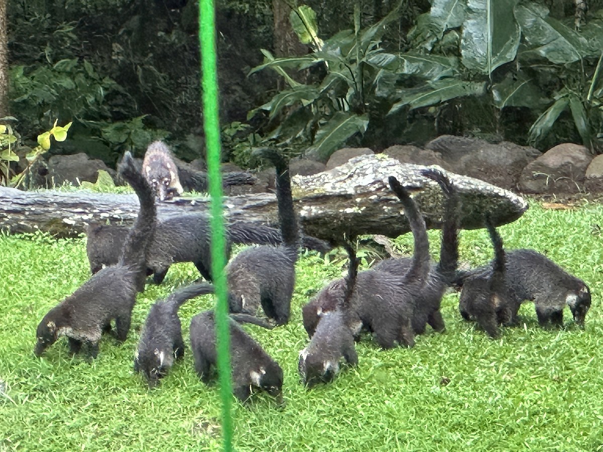 Weißrüssel-Nasenbär - ML646873538