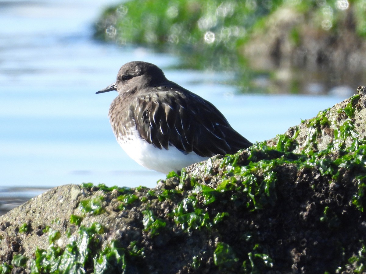 Harri-iraulari iluna - ML646873540