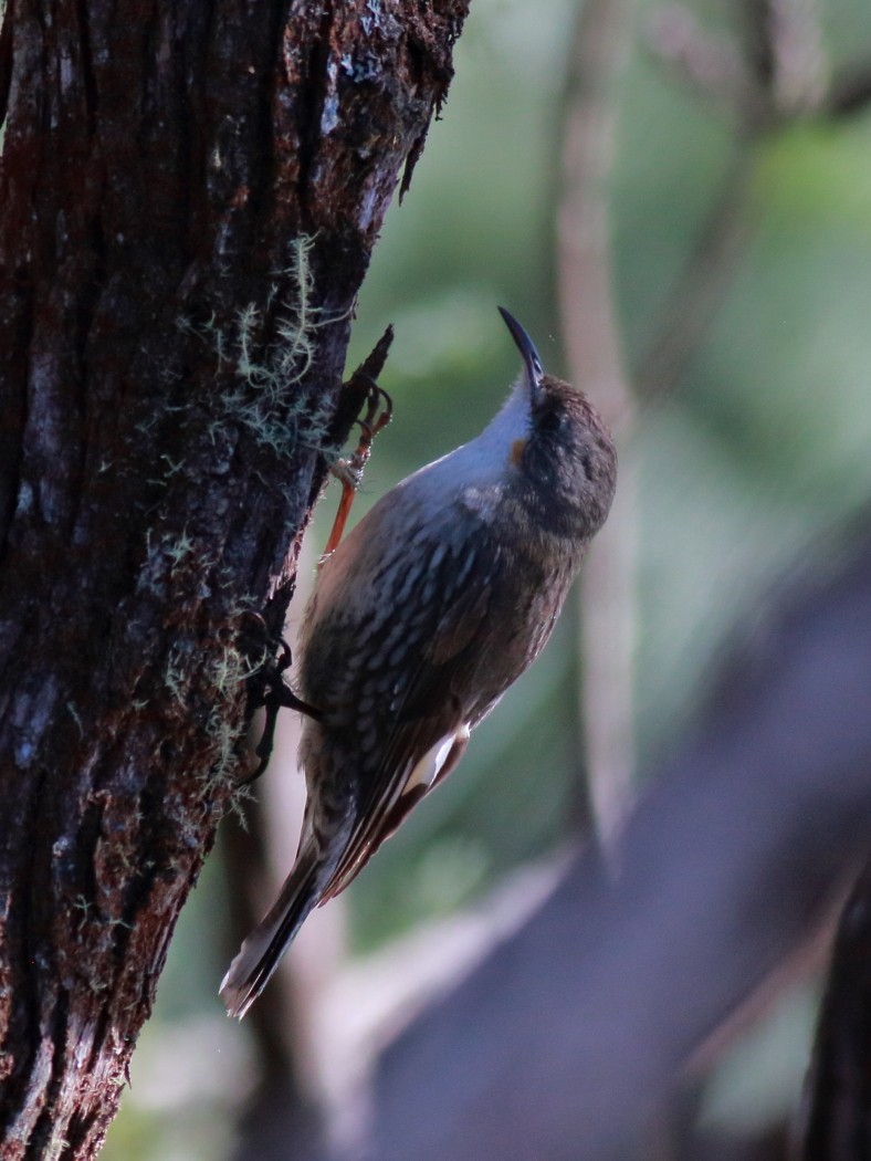 White-throated Treecreeper (White-throated) - ML646873541