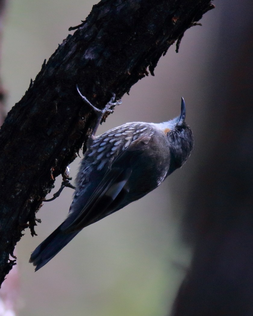 White-throated Treecreeper (White-throated) - ML646873542