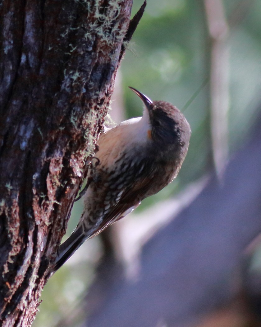 White-throated Treecreeper (White-throated) - ML646873543