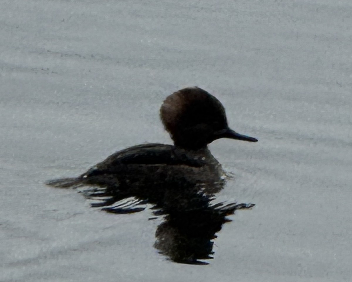 Zerra buruhandia - ML646873544