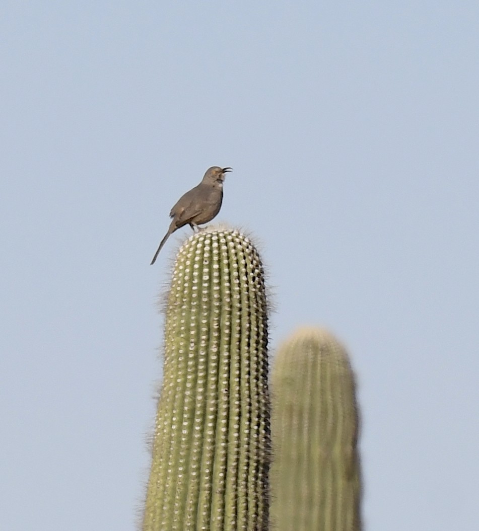 drozdec skvrnitoprsý - ML646873547