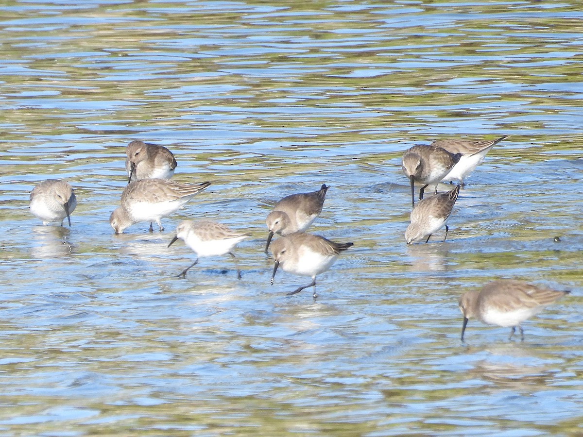 Чернозобик - ML646873554